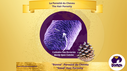 📄 La porosité des cheveux : qu’est-ce que c’est ?