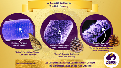 📄 La porosité des cheveux : qu’est-ce que c’est ?