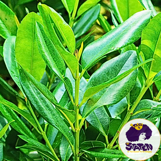 Les Vertus des Feuilles de Bois d'Inde sur les Cheveux